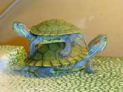 Красноухие черепахи известные красивым узором на панцире 